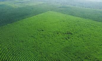 Imagem 4: Fazenda de Eucalipto MG. 14.742hec. 9.600hec plantado eucalipto 300 milhões