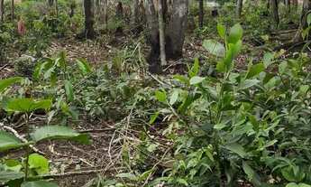 Imagem 5: Terreno no Iranduba