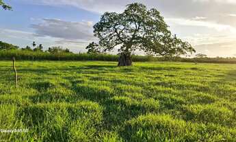 Imagem 3: Belíssimo sítio de 19.9t, com uma boa casa de 4/4 e piscina