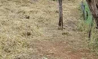 Imagem 4: Chácara em aparecida de Goiânia