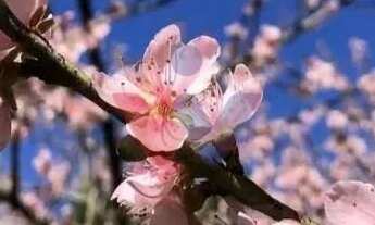 Imagem 4: Chácara com 3 dormitórios à venda,5000.00 m , Recreio da Serra, PIRAQUARA - PR