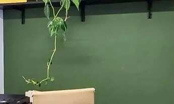 Imagem 5: Sala Comercial à Venda no New Office ao Lado do Fórum com Garagem