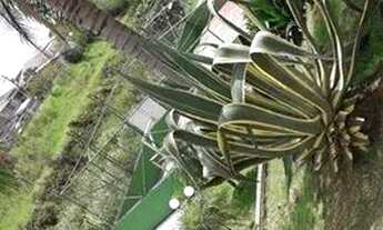 Imagem 6: Apartamento com 3 dormitórios, 65 m² - venda por R$ 370.000,00 ou aluguel por R$ 2.743,00