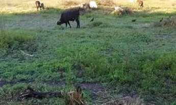 Imagem 4: Sitio em Nova Iguaçu