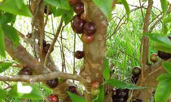 Imagem 4: Granja/ casa  com 2400 m², com 3 quartos em Humaitá