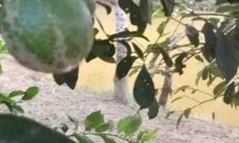 Imagem 2: Chácara Chácara com venda por R$130.000