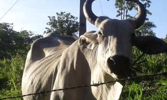 Imagem 4: Sitio Em montes claros-mg!! 450 Km DE Belo Horizonte!!