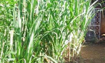 Imagem 2: Chácara em Águas Lindas - GO Jardim Guaira