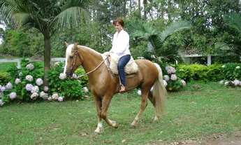 Imagem 4: Vendo chácara 5 ha em Osório