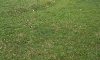 Imagem 5: Terreno 600 mt² Campo do Tenente - PR