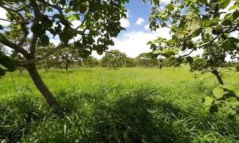 Imagem 4: Fazenda dupla aptidão em Campo Alegre de Goiás, GO