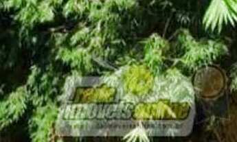 Imagem 2: Chácara com 1 dormitório à venda, 19760 m² por R$ 1.500.000,00 - Rural - Água Comprida/MG