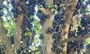 Imagem 3: Vende se ou troca sítio em Entre Rios de Minas (Bom Jardim dos Coelhos