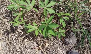 Imagem 5: Chácara em esmeradas !! Oportunidade pra você que sair da cidade grande !!