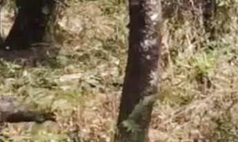 Imagem 4: Lote grande na Quinta do Sumidouro