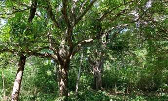 Imagem 3: Chácara 15.000m² , com luz, riacho nos fundos, Jaboticatubas