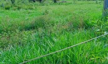 Imagem 3: Fazenda 80 alqueires dupla aptidão 65 mil alqueires Palmeirópolis TO