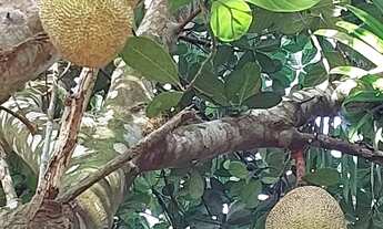 Imagem 3: Vendo sitio muito prospero