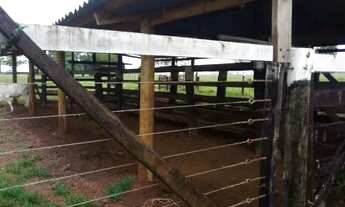 Imagem 7: Chácara Completa de 7 Alqueires à Venda em São Luís de Montes Belos GO