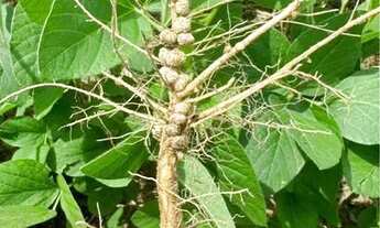 Imagem 6: Fazenda com área verde e irrigação