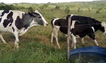 Imagem 7: Terreno na fazenda curimã em Itaporanga