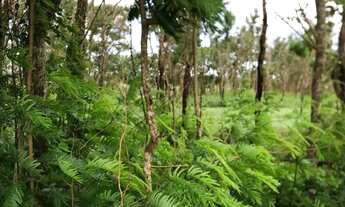 Imagem 5: Fazendinha Plana