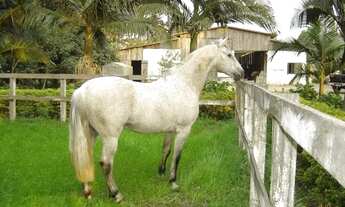 Imagem: Vendo chácara 5 ha em Osório