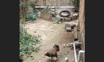 Imagem 3: Barracão Casa com 3 dormitórios