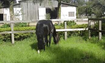 Imagem 3: Vendo chácara 5 ha em Osório