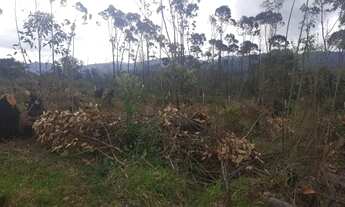 Imagem 2: SAO ROQUE - Terreno / lote / condominio - CAETE (MAILASQUI