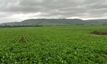 Imagem: Vende fazenda 271 alqueiro a 1.500 saca