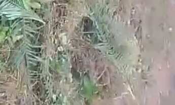 Imagem 6: Vende se um terreno . tamanho 10x30 área plana