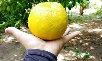 Imagem 7: Terreno No Rio Preto da Eva