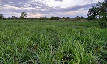 Imagem 5: Fazenda 109 hectares 80 km de Cuiabá/Livramento