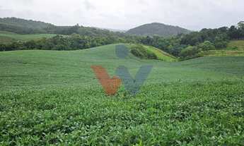 Imagem 6: Área de 79.000 m com 41.000 m mecanizados perfeita para cultivo ou projetos sustentáveis