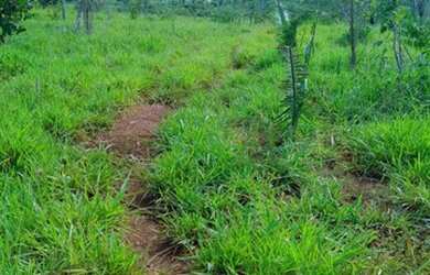 Imagem 4: Fazenda 80 alqueires dupla aptidão 65 mil alqueires Palmeirópolis TO