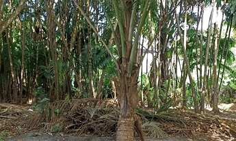 Imagem 6: Excelente Sitio a poucos metros da BR no Maracanã!