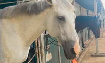 Imagem 6: Lote de 2170m2 Ecovillas do Lago - Sertanópolis - PR