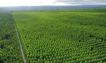 Imagem 2: Fazenda de Eucalipto MG. 14.742hec. 9.600hec plantado eucalipto 300 milhões