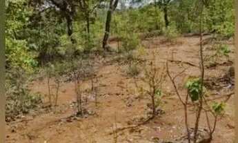 Imagem 2: FAZENDA - 1.500 HECTARES