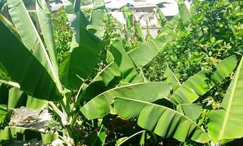 Imagem 5: Terreno enorme com 03 casas grandes prontas para morar ou alugar