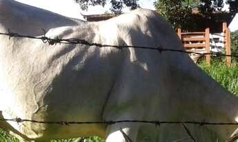 Imagem 3: Sitio Em montes claros-mg!! 450 Km DE Belo Horizonte!!