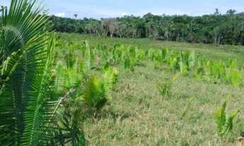 Imagem: Fazenda 80 alqueires dupla aptidão 65 mil