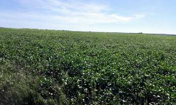 Imagem 6: Fazenda - Peixe (TO