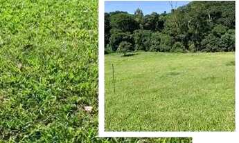 Imagem 1: Lf1-Vendo terreno para sua comodidade