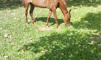 Imagem 2: SÍTIO 20 HECTARES PROX CINQUENTINHA