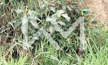 Imagem 4: Terreno à venda com casa com 1 quarto, 1 banheiro, 1 cozinha, quintal grande, 850m², Cuiab