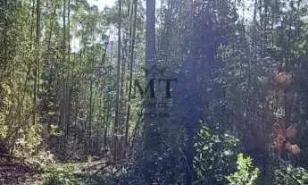 Imagem 5: Área de terra bairro Joaneta, Picada Café.RS REF: 434