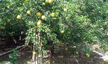 Imagem 2: Vende se esse sítio no rio preto da Eva km 91 medindo 40 por 1000