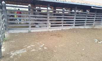 Imagem 2: Excelente fazenda com casa sede, curral, boas aguadas, rio e muito capim , próxima / Feira